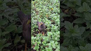 Two Sweet and Amazing Birds shortvideo nature birds vivocity harbour front sentosa [upl. by Boles600]