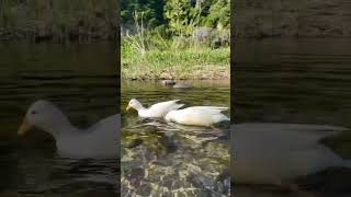 Duck swimming music love chicken aseelhenfarm duck [upl. by Cochrane]