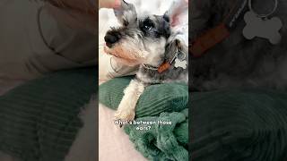 What’s between my dog’s ears minischnauzer [upl. by Ainitsirhc]