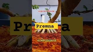 Create a premna bonsai bonsai kereaktipchannel shorts shortvideo [upl. by Nathan980]