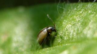 Gemeiner Flohkäfer Longitarsus nigrofasciatus [upl. by Renae985]