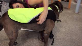 Cooling Vest for Dogs  Dog Tips amp Tricks [upl. by Ioved]