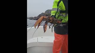 Hummerfiske 2024 1650g lobster [upl. by Dave737]