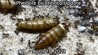 Pheidole bicarinata Update April 17 2021 [upl. by Alamak870]