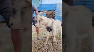 Start kar di humne bhi bakre bazzi viralvideo desi goat [upl. by Longan880]