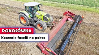 Cięcie na pokos facelii POKOSÓWKĄ LUPUS  Centrala Nasienna quotPietrzakquot [upl. by Haddad670]