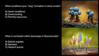 Slime molds reproduction [upl. by Hardner]