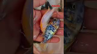 Cichlid fishesytviral youtuber horrorstories monsteraquarium monsterfishtank fishaquarium [upl. by Erin]