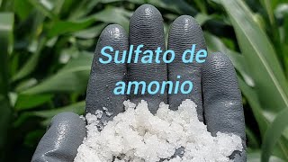 Sulfato de amonio en el MaÃ­z ðŸŒ½ maiz agronomia [upl. by Yoccm768]