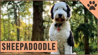 Sheepadoodle  Mix of Poodle and Old English Sheepdog [upl. by Anillek]