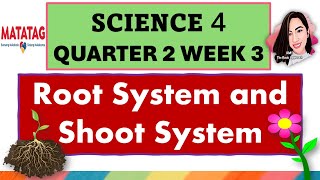 SCIENCE 4 QUARTER 2 WEEK 3 ROOT AND SHOOT SYSTEMS MATATAG CURRICULUM science4quarter2week3 [upl. by Yesnek219]