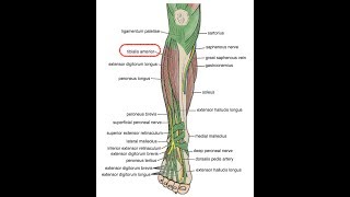 TIBIAL ANTERIOR elasticidad mediante ejercicios excéntricos [upl. by Olette]