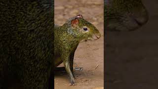 Azaras Agouti  Species Fact Card [upl. by Tolley885]