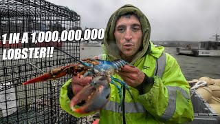 Race Against Time Rescuing One of the Rarest Lobsters in the World Bowie The Lobster [upl. by Peppie]