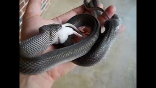 Olive Colored Boaedon Fuliginosus African House Snake  Awesome Feeding Video [upl. by Aminta]