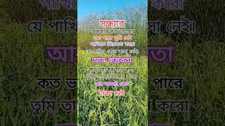 মরমিয়া তুমি চলে গেলে brahmanbaria shortvideo tiktokviral nabinagar [upl. by Nirad]