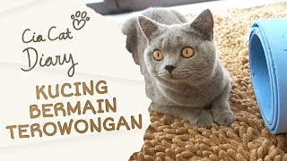 Kucing Bermain Terowongan  Cia Cat Diary  Ep 18 [upl. by Kunkle]