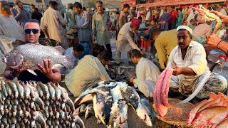 Explore Karachi Fishery amp New Fish Pricesquot Morning Fish Market  Seafood Wholesale Rates in Pakistan [upl. by Ebehp24]