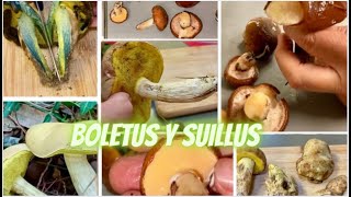 Boletus y Suillus reconocerlos y cocinarlos [upl. by Dygall]