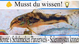 Haltungsbedingungen amp Infos Krone´s Schabracken Panzerwels  Scleromystax kronei  Aquarium [upl. by Hcirdla980]