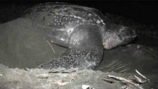 Leatherbacks Litoghahira Solomon Islands [upl. by Atikim479]