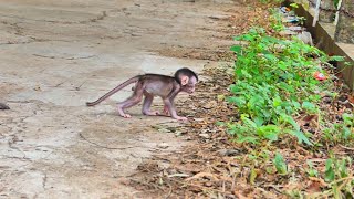 Cutie Baby Jessy Loving To Walk Baby Cutie And Beloved Baby [upl. by Giacopo63]