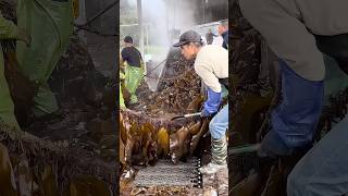 Kelp cutting process farming [upl. by Rozina]