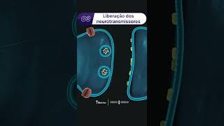 Transmissão sináptica  Fisiologia meme neuronio fisiologia anatomia [upl. by Laamaj]