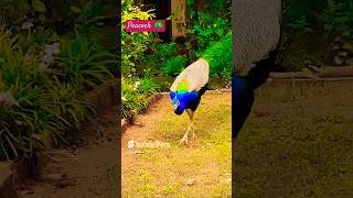 Peacock voice 🦚 peacock birds animals funny comedy mor viralshort nature [upl. by Vilhelmina]