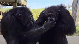 Tonka at Save the Chimps [upl. by Hamilah]