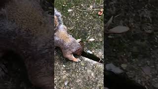 quotFeeding Squirrels😂Gone Wrong – Ouch That Hurtquotshort squirrel AnimalBugsy [upl. by Hoag]