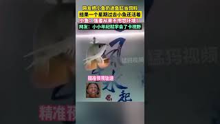 網友把小魚扔進魚缸當飼料，結果一個星期過去小魚還活著，小魚：強者從來不抱怨環境！龍魚 神奇動物在抖音 [upl. by Allisirp]