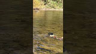 Salmon Run at Streetsville Memorial Park [upl. by Nestor]