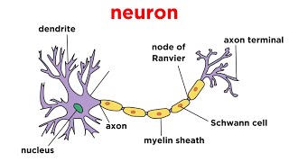 Types of Tissue Part 4 Nervous Tissue [upl. by Olivann]