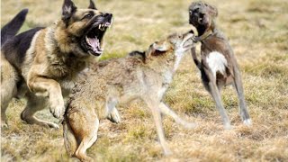 German Shepherd saves its friend from a Coyote [upl. by Yhtorod]