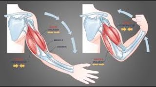 EXERCICE BICEPSTRICEPS [upl. by Guss]