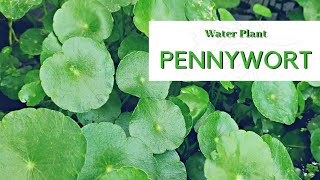 Aquatic Plant  Pennywort • Hydrocotyle [upl. by Crandall]