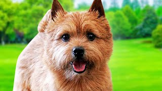 Norwich Terrier Dogs 101  Ultimate Owner Guide Top Pros and Cons of Owning the Norwich Terriers [upl. by Allimac]