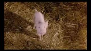 Trailer zu quotSchweinchen Wilbur und seine Freundequot [upl. by Eilojne]