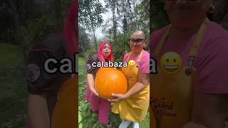 CALABAZA GIGANTE [upl. by Trevah]