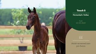 2023 Elite Auction  Touch S  Colt Furstenball x Totilas [upl. by Ajup]