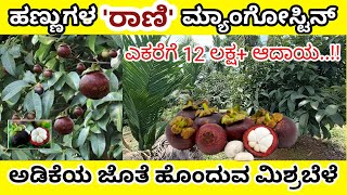 Mangosteen plantation with Arecanut ಮ್ಯಾಂಗೋಸ್ಟೀನ್ ಬೆಳೆಯುವ ವಿಧಾನ Mangosteen farming [upl. by Namaj307]