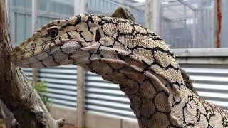 perentie feeding on a rabbit [upl. by Ahseele]