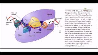 RNA polymerase detail [upl. by Avik]