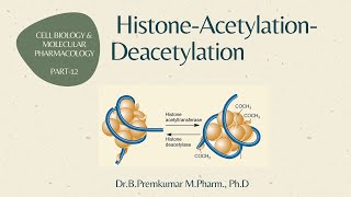 Histone Acetylation Deacetylation  CBMP  Part 12 [upl. by Nelyt]