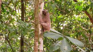 Threetoed Sloth climbing up tree [upl. by Hull179]