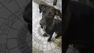 102624 ourdogsjournal darna boy boy2 balbon kibol dogs dogslife dogslovers dogsofyoutube [upl. by Pettiford]