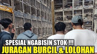 CUCI GUDANG  RATUSAN EKOR BURCIL amp LOLOHAN DIOBRAL NGABISIN STOK DIKIOS PASAR BURUNG PRAMUKA [upl. by Byers]