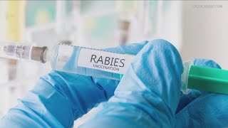 Rise in Rabies Cases Across NYS [upl. by Aicilihp]