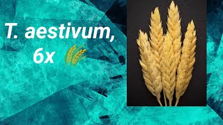 How Hexaploid6x Triticum aestivum wheat forms [upl. by Okimik]